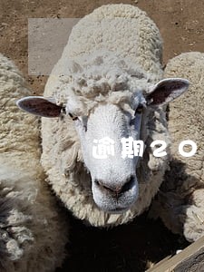 逾期200块钱发律师函 逾期200块钱发律师函