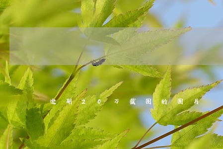 逾期20万截图的图片 逾期20万截图的图片