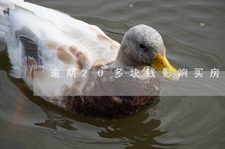 逾期20多块钱影响买房吗 逾期20多块钱影响买房吗