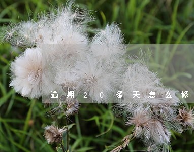 逾期20多天怎么修复 逾期20多天怎么修复