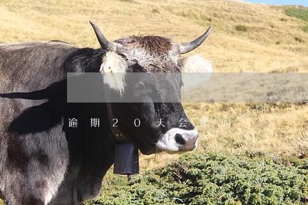 逾期20天会黑吗 逾期20天会黑吗