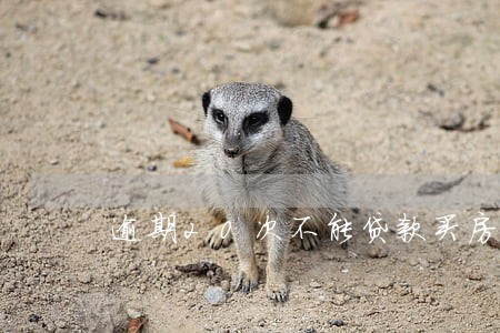 逾期20次不能贷款买房