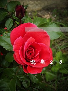 逾期20次买房 逾期20次买房