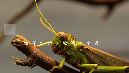 逾期225逾期一个月 逾期225逾期一个月