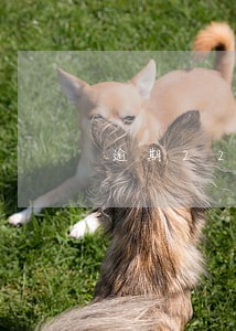 逾期22天花呗何时恢复 逾期22天花呗何时恢复