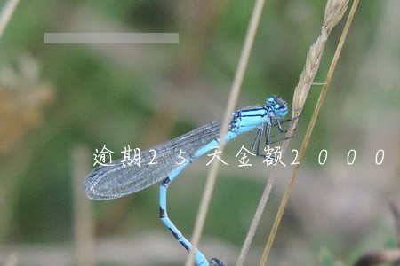逾期25天金额2000严重吗 逾期25天金额2000严重吗