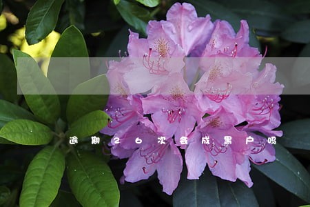 逾期26次会成黑户吗 逾期26次会成黑户吗