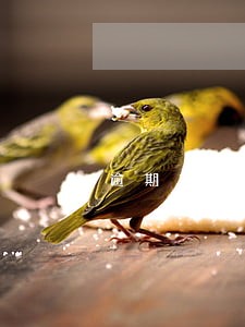 逾期270天还本金