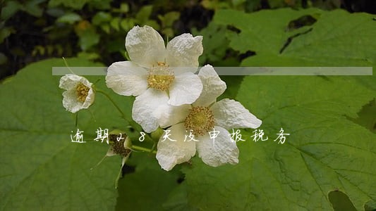 逾期28天没申报税务 逾期28天没申报税务