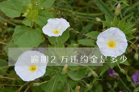 逾期2万违约金是多少 逾期2万违约金是多少