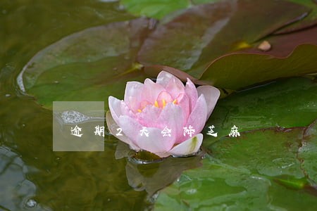 逾期2天会降芝麻 逾期2天会降芝麻