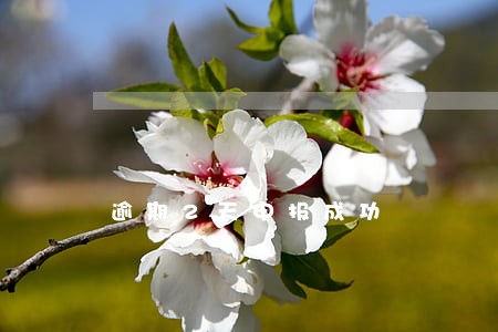 逾期2天申报成功 逾期2天申报成功