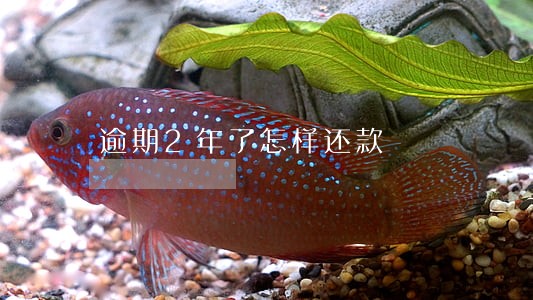 逾期2年了怎样还款 逾期2年了怎样还款