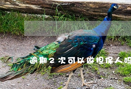 逾期2次可以做担保人吗 逾期2次可以做担保人吗
