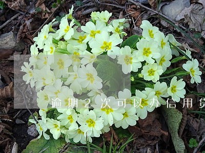 逾期2次可以办信用贷款吗 逾期2次可以办信用贷款吗