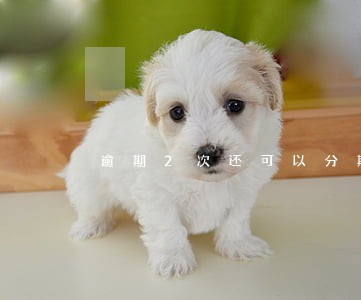 逾期2次还可以分期买车吗 逾期2次还可以分期买车吗