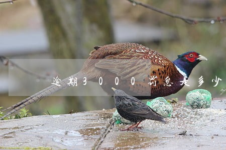 逾期3000罚息是多少