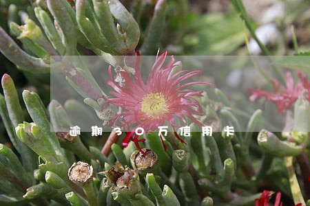 逾期30万信用卡 逾期30万信用卡