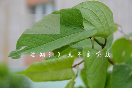 逾期30天不良贷款 逾期30天不良贷款