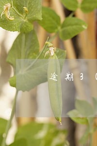 逾期30天以上显示2 逾期30天以上显示2