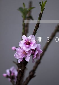 逾期30天催收