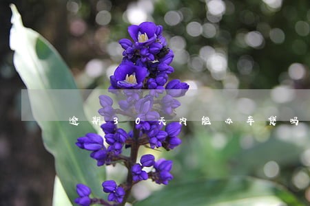 逾期30天内能办车贷吗 逾期30天内能办车贷吗