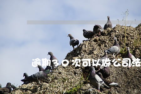 逾期30次可以做公司法人吗 逾期30次可以做公司法人吗