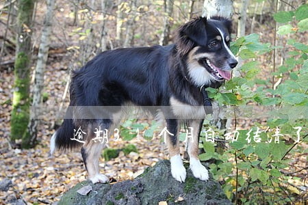 逾期31个月自动结清了 逾期31个月自动结清了