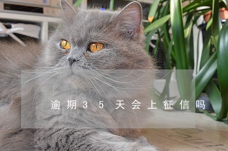 逾期35天会上征信吗 逾期35天会上征信吗