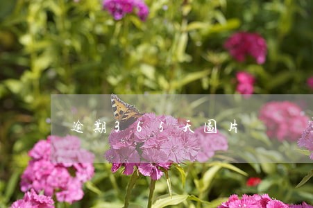 逾期365天图片 逾期365天图片