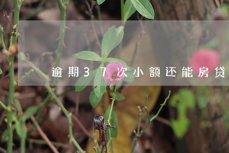 逾期37次小额还能房贷吗 逾期37次小额还能房贷吗