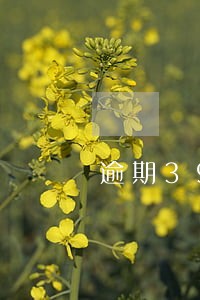 逾期39个月征信上欠款没增加