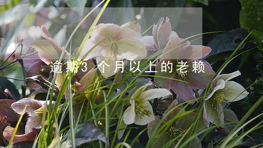 逾期3个月以上的老赖 逾期3个月以上的老赖
