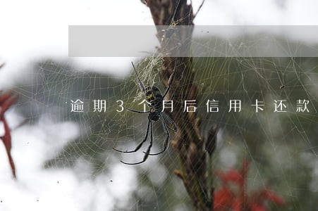 逾期3个月后信用卡还款顺序
