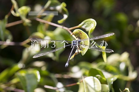 逾期3个月怎么办 逾期3个月怎么办