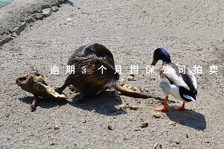 逾期3个月担保公司拍卖 逾期3个月担保公司拍卖