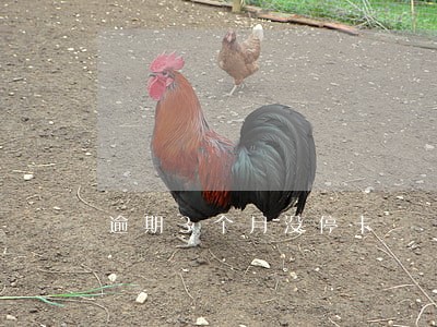逾期3个月没停卡 逾期3个月没停卡