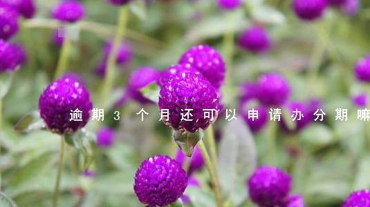 逾期3个月还可以申请办分期嘛 逾期3个月还可以申请办分期嘛