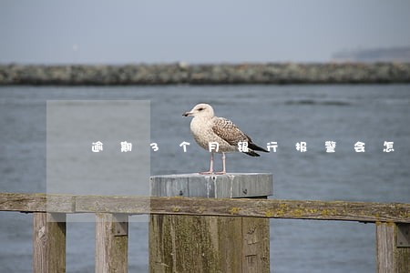 逾期3个月银行报警会怎么样 逾期3个月银行报警会怎么样