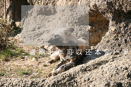 逾期3年可以还本金一半