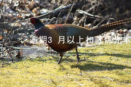 逾期3月以上扣款优先本金
