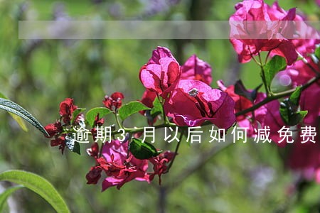 逾期3月以后如何减免费用 逾期3月以后如何减免费用