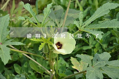 逾期3次房贷批不了 逾期3次房贷批不了
