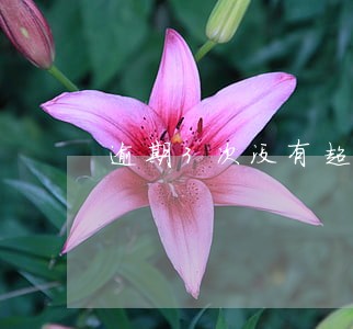 逾期3次没有超过九十天 逾期3次没有超过九十天