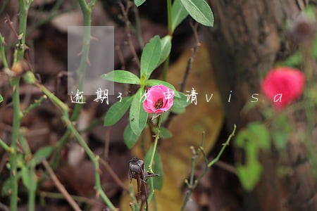 逾期3次申请visa 逾期3次申请visa