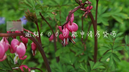 逾期4000能申请房贷吗 逾期4000能申请房贷吗
