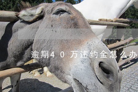 逾期40万违约金怎么办 逾期40万违约金怎么办