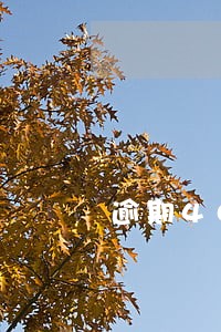 逾期40个月还能车贷吗 逾期40个月还能车贷吗