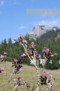 逾期40天会上门吗 逾期40天会上门吗