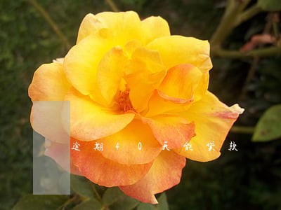 逾期40天能贷款 逾期40天能贷款